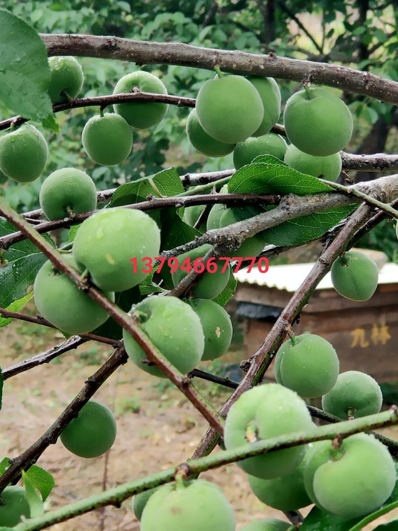 自种青梅三万多斤，欢迎老板前来洽谈
