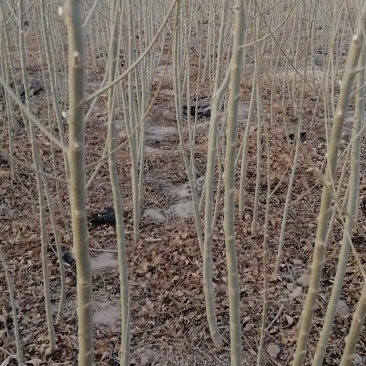 密胡杨基地大量出售甘肃酒泉货源