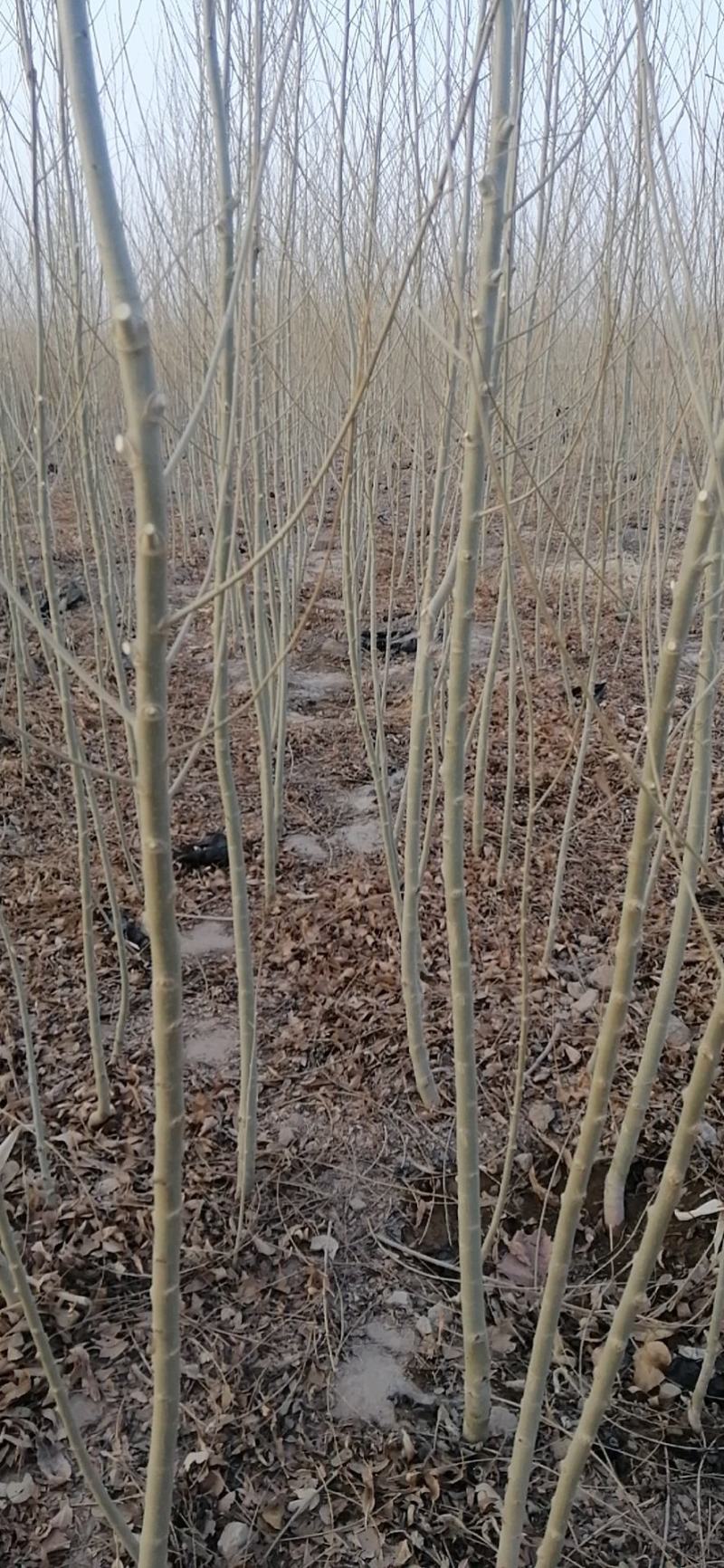 密胡杨基地大量出售甘肃酒泉货源