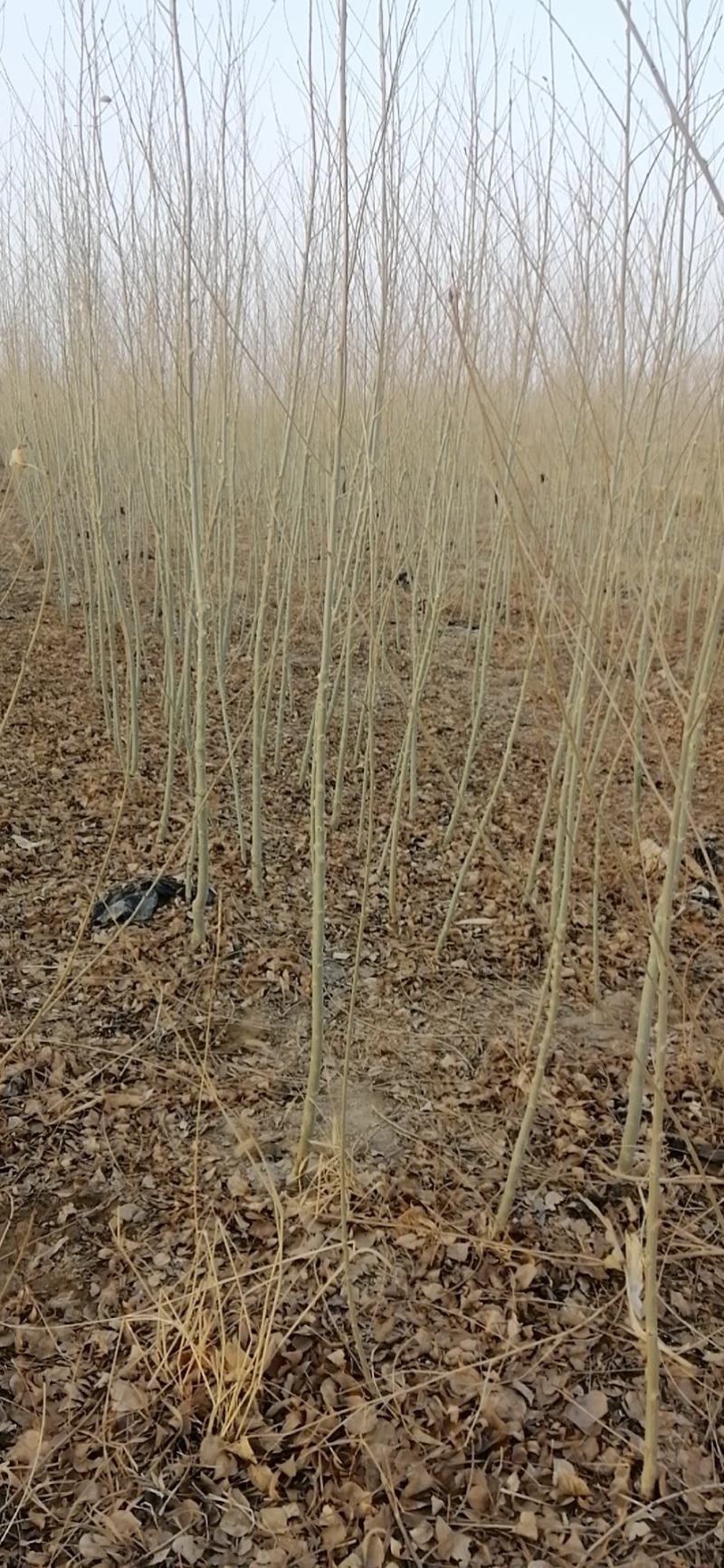 密胡杨基地大量出售甘肃酒泉货源