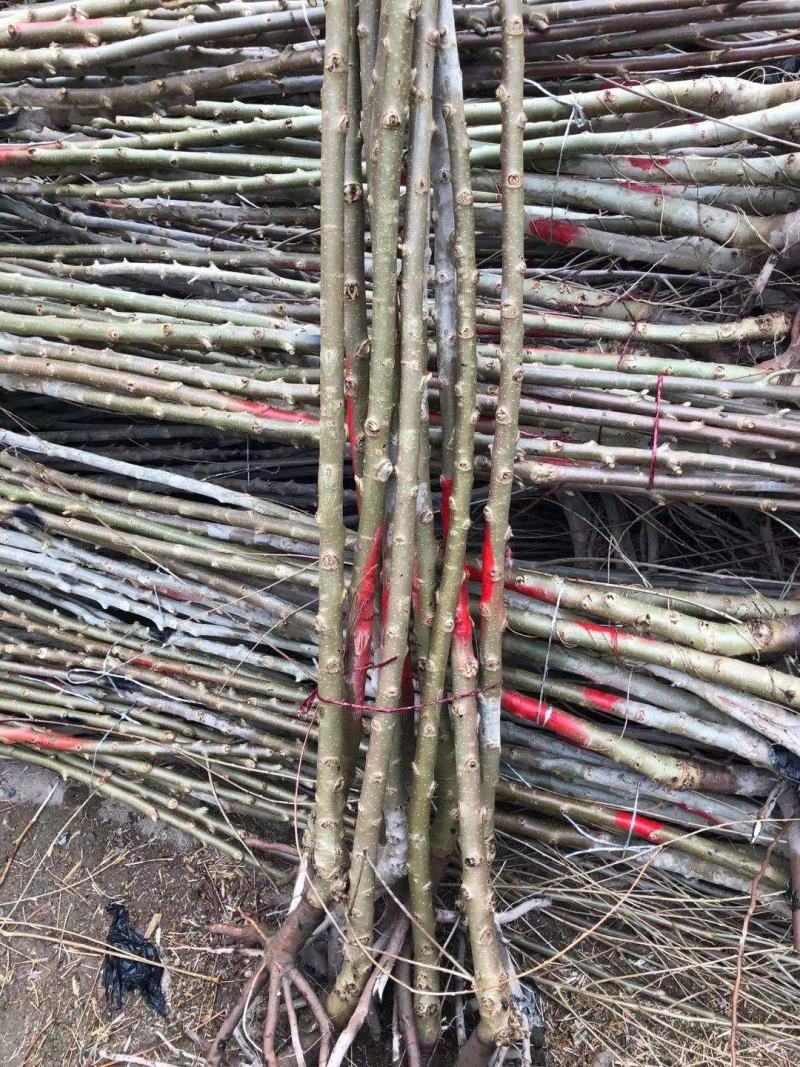 密胡杨基地大量出售甘肃酒泉货源
