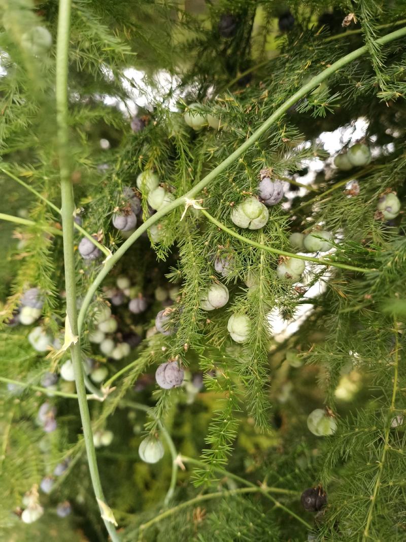 文竹种子花籽种籽花卉盆栽植物四季播种