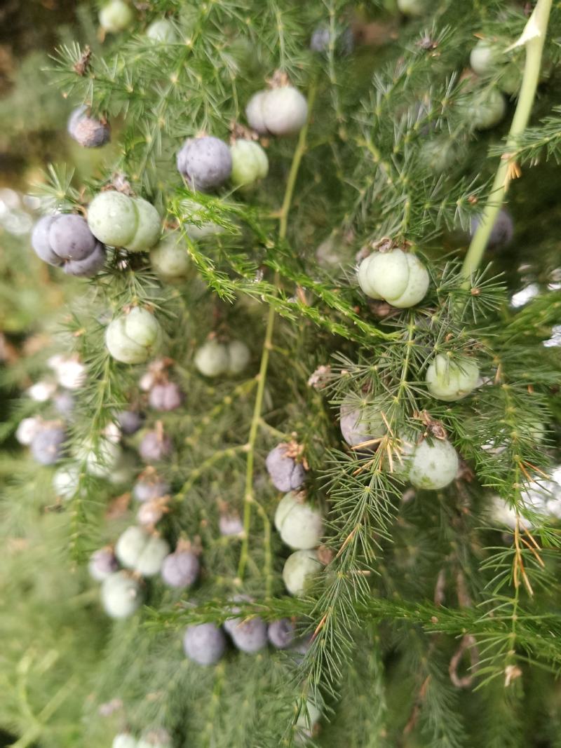 文竹种子花籽种籽花卉盆栽植物四季播种