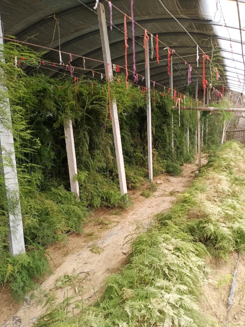 文竹种子花籽种籽花卉盆栽植物四季播种