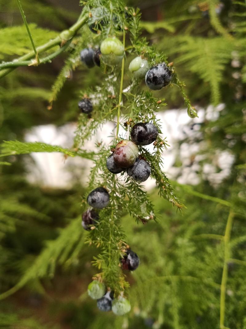 文竹种子花籽种籽花卉盆栽植物四季播种