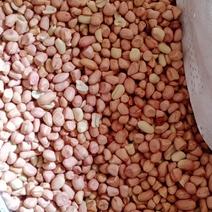 白沙油料米通货米规格米大花生系列