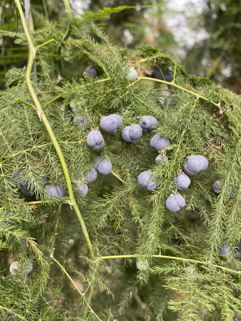 文竹种子花籽种籽花卉盆栽植物四季播种
