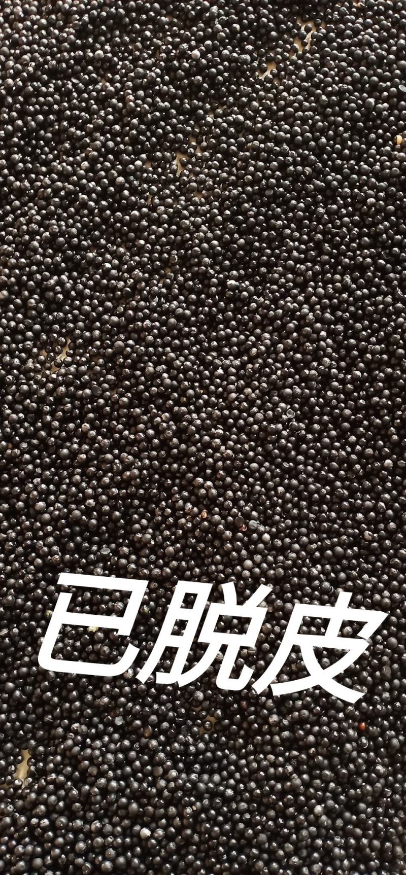 文竹种子花籽种籽花卉盆栽植物四季播种