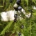 文竹种子花籽种籽花卉盆栽植物四季播种