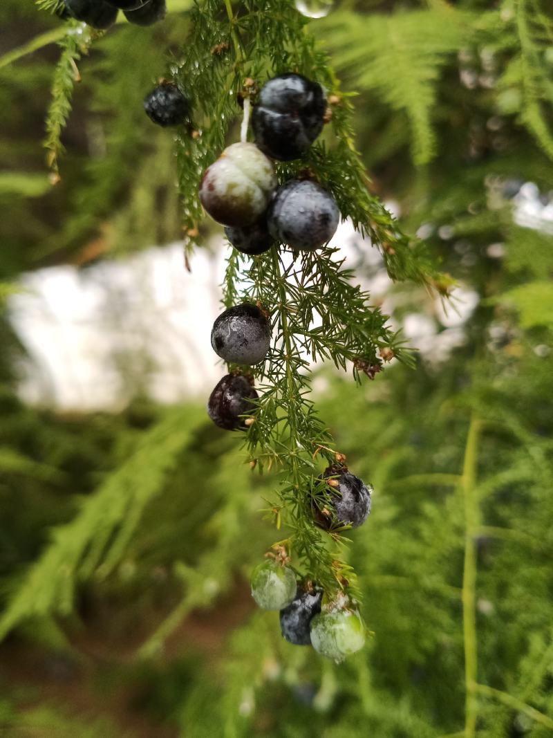 文竹种子花籽种籽花卉盆栽植物四季播种