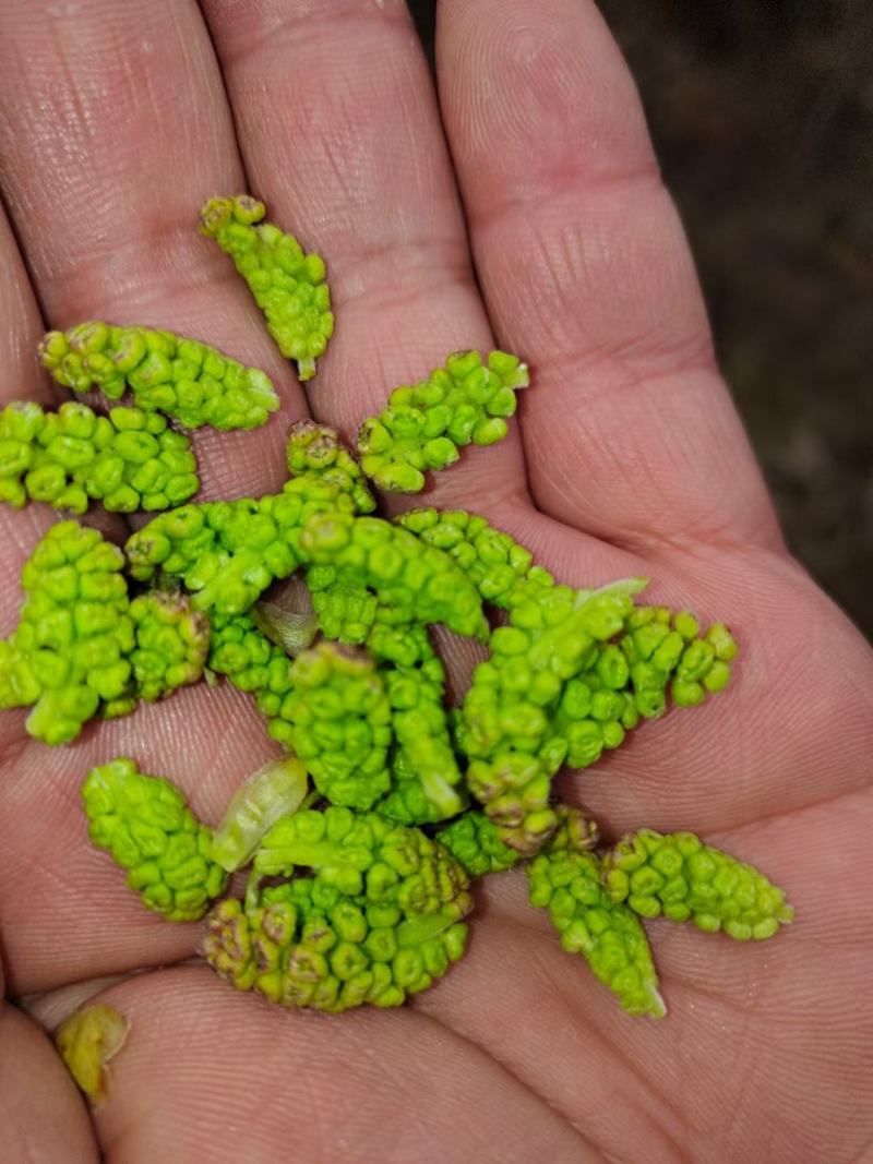 桑花桑葚花茶2022年新品桑花茶