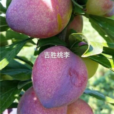 吉盛桃李子苗，矮枝分叉多，新品种根系发达基地李子苗
