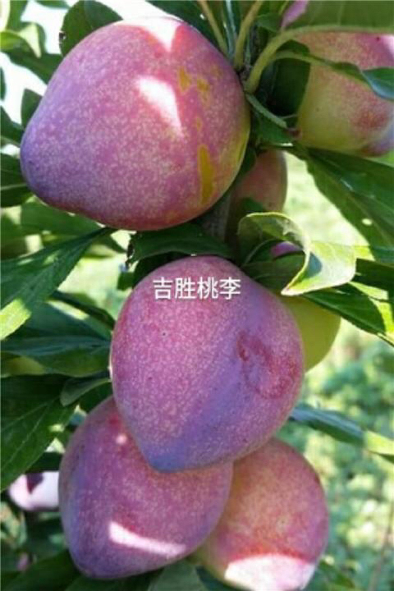 吉盛桃李子苗，矮枝分叉多，新品种根系发达基地李子苗