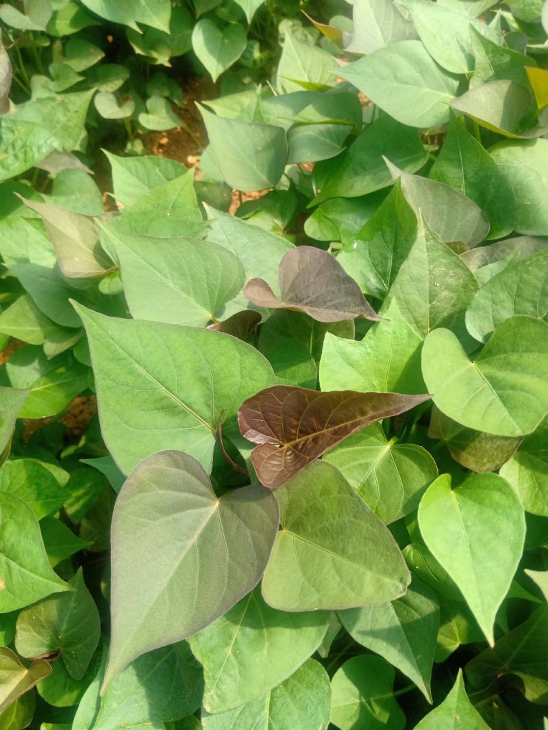 基地直供西瓜红，济薯脱毒原种红薯苗，品种齐质量优成活率高