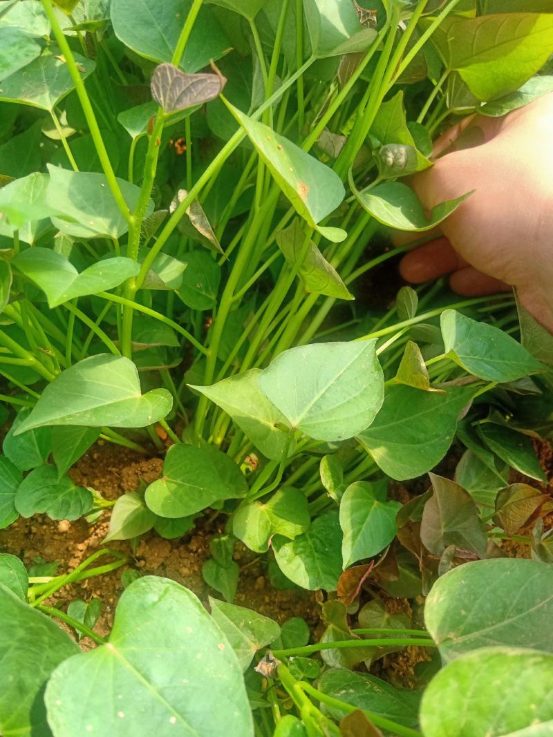 基地直供西瓜红，济薯脱毒原种红薯苗，品种齐质量优成活率高
