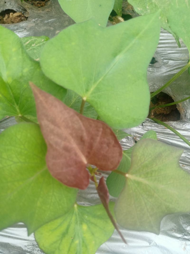 基地直供西瓜红，济薯脱毒原种红薯苗，品种齐质量优成活率高