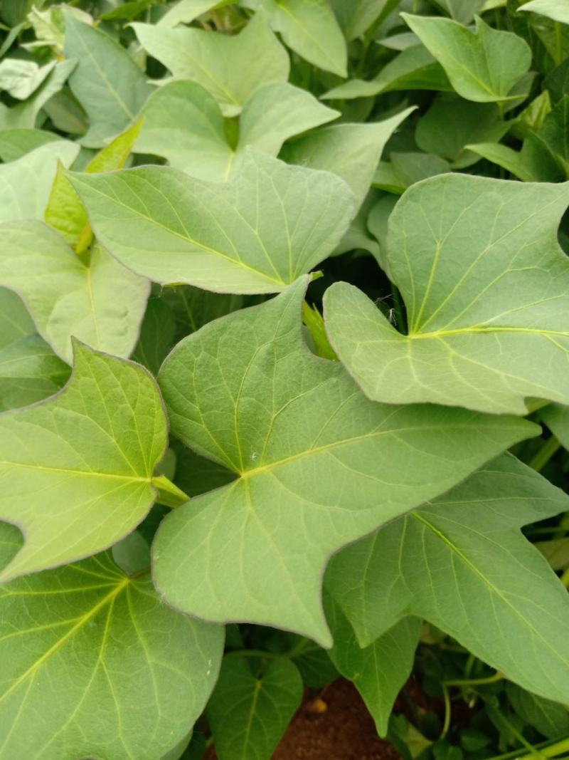 基地直供西瓜红，济薯脱毒原种红薯苗，品种齐质量优成活率高
