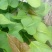 基地直供西瓜红，济薯脱毒原种红薯苗，品种齐质量优成活率高