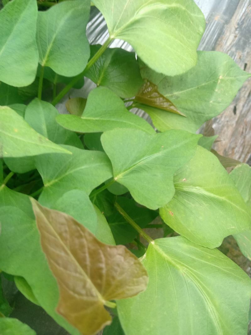 基地直供西瓜红，济薯脱毒原种红薯苗，品种齐质量优成活率高