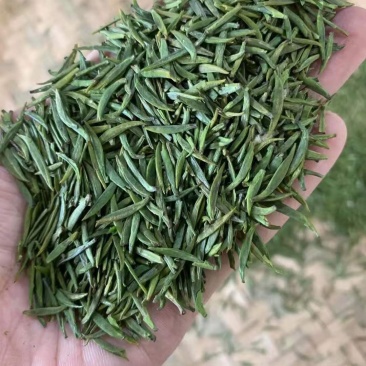 茶叶，2021四川明前新茶，