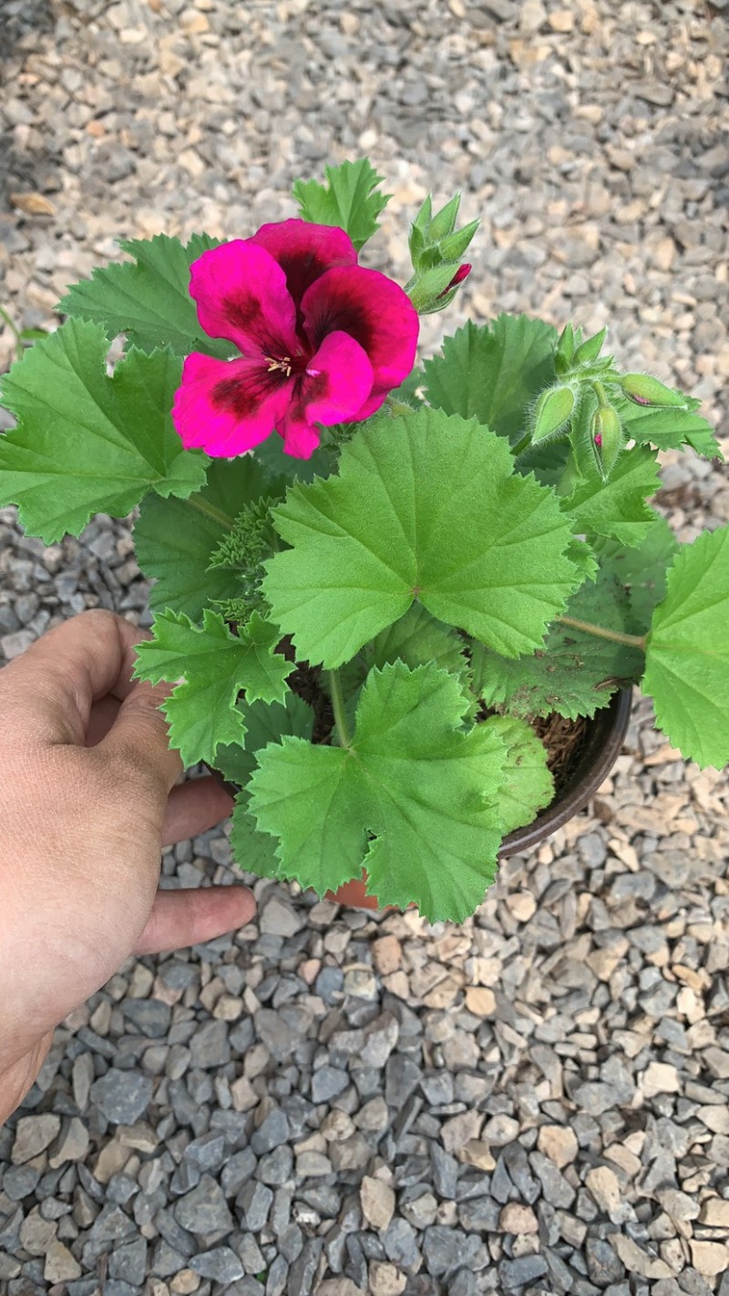 120盆蝴蝶梅大量出售，新开棚