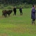 江西本地放养吃草的土黄牛