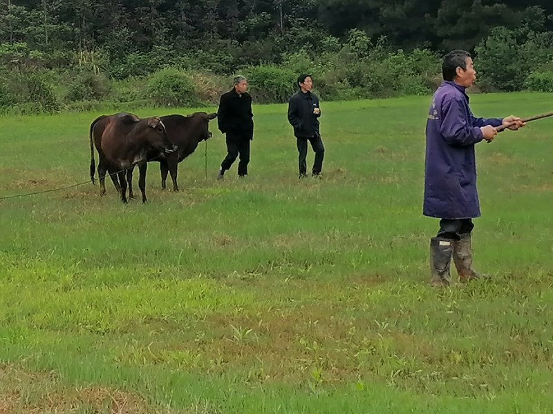 江西本地放养吃草的土黄牛