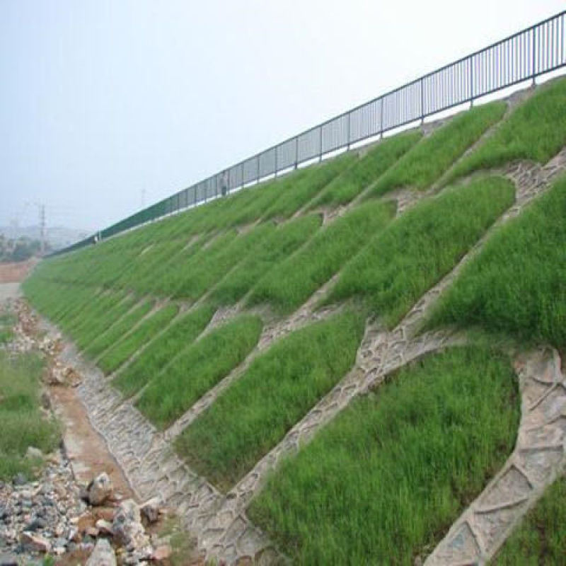 护坡固土草种护坡草种子草籽绿化草坪种子四季青耐寒抗热