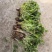 地被草坪花卉植物红花炸浆草四季常青花期长生长旺盛