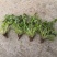 地被草坪花卉植物红花炸浆草四季常青花期长生长旺盛