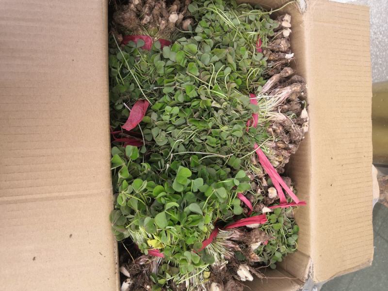 地被草坪花卉植物红花炸浆草四季常青花期长生长旺盛
