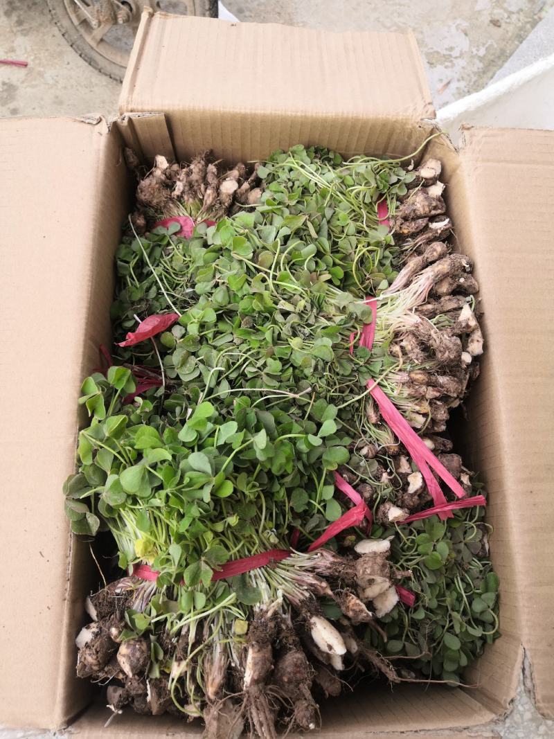 地被草坪花卉植物红花炸浆草四季常青花期长生长旺盛