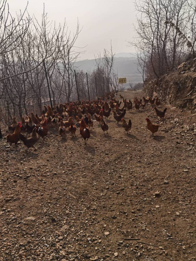 纯正核桃林下散养笨鸡蛋