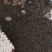 纯正核桃林下散养笨鸡蛋