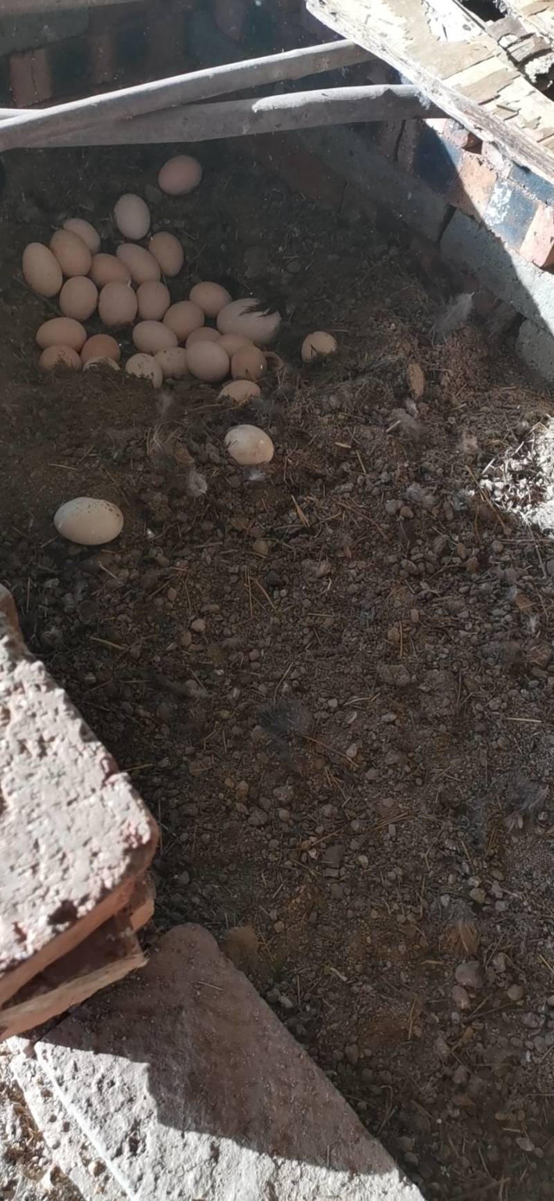 纯正核桃林下散养笨鸡蛋