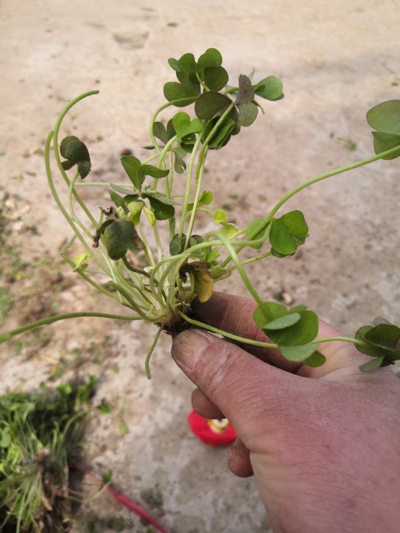 地被草坪花卉植物红花炸浆草四季常青花期长生长旺盛