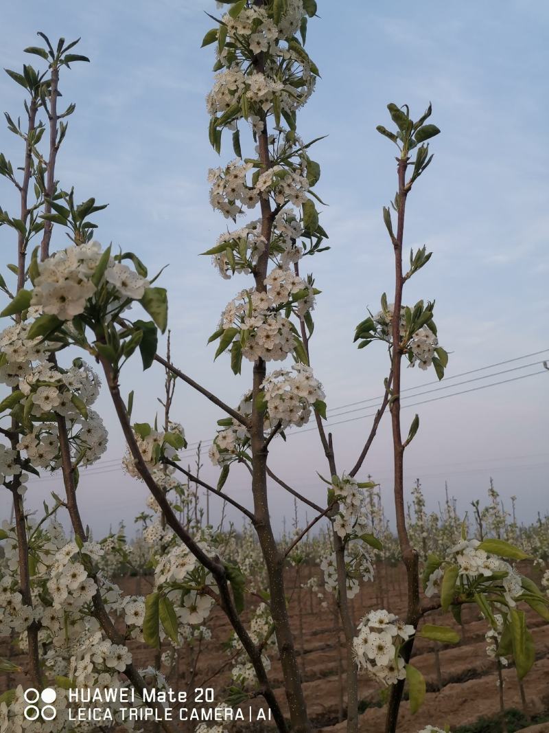 彩叶豆梨：克利夫兰，秋火焰，贵族，雄鸡，首都，红塔，资本