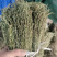 独脚金疳积草五寸柑大批量出货供药厂一手货源