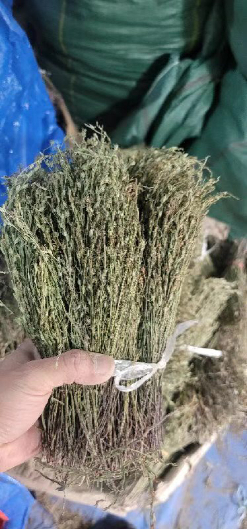 独脚金疳积草五寸柑大批量出货供药厂一手货源