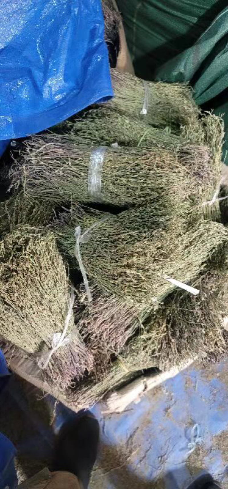 独脚金疳积草五寸柑大批量出货供药厂一手货源