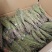 独脚金疳积草五寸柑大批量出货供药厂一手货源