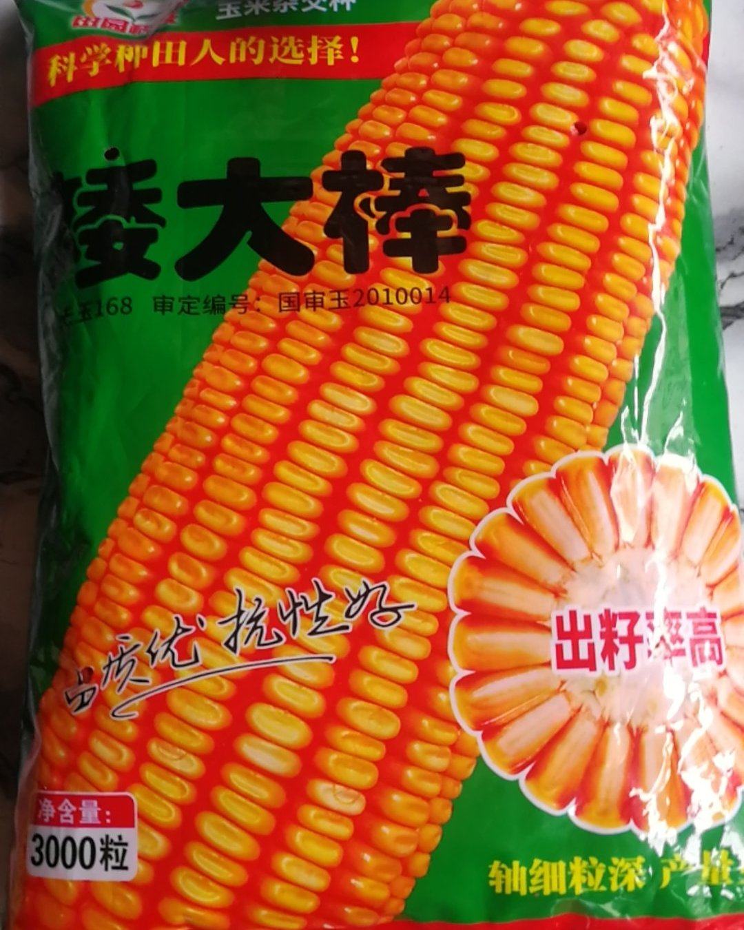 [玉米种子批发]矮大棒玉米种,产量高品质优抗性好出籽