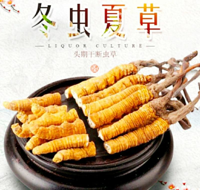 西藏那曲冬虫夏草野生断虫草经济实惠（9元1克包邮）