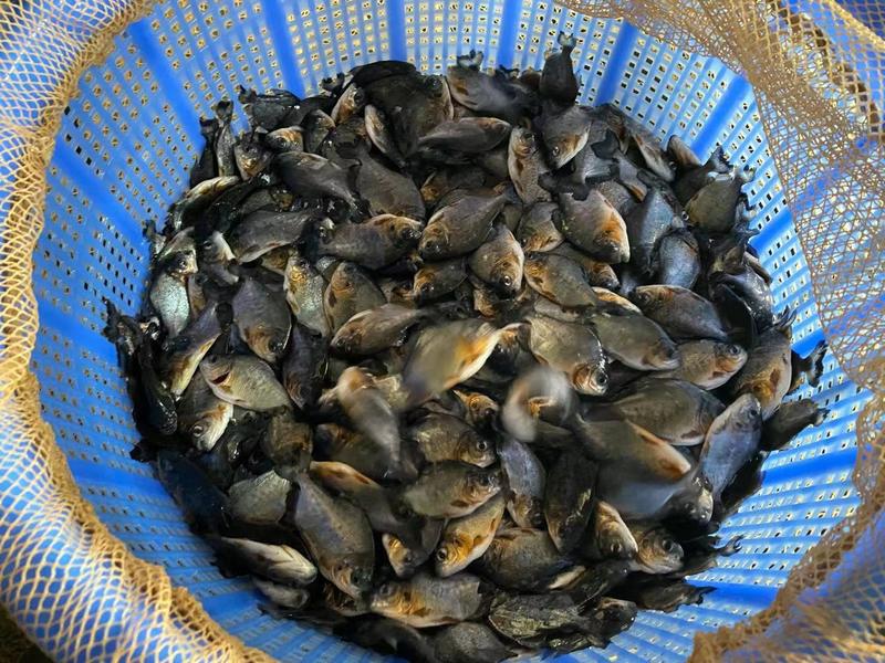 淡水白鲳鱼苗大量现货供应优质鱼苗基地直供小样易大