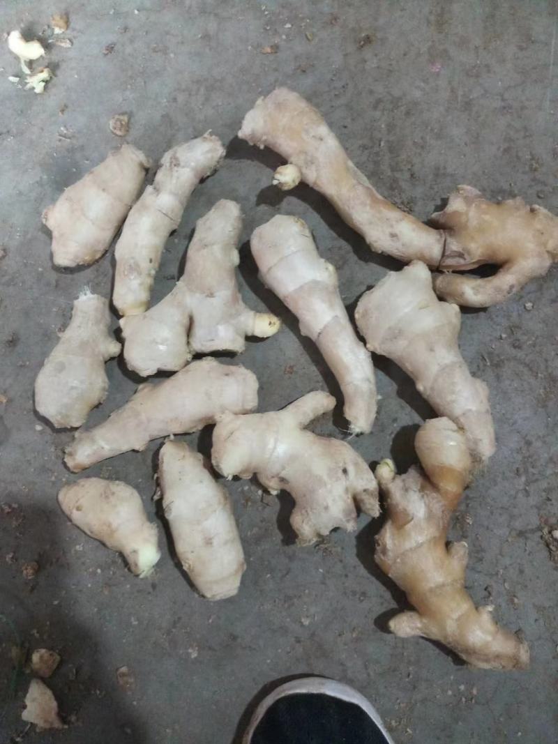 优质老姜!质量保证！品种齐全！产地直供！可发全国各地物流