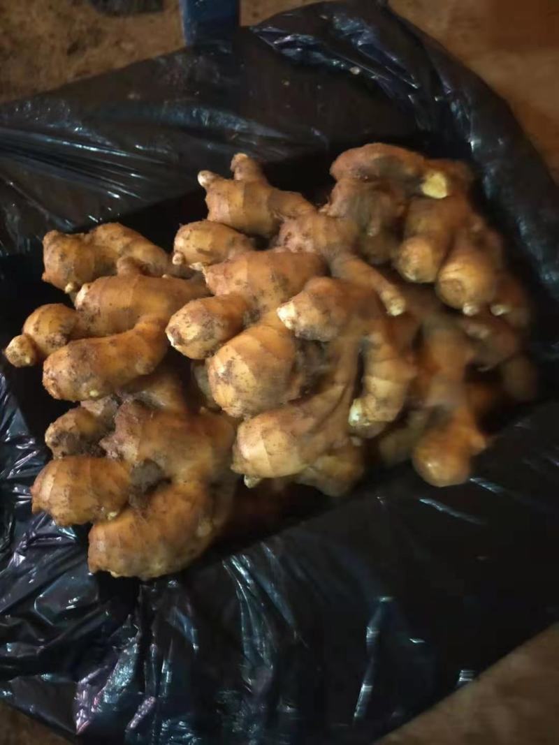 优质老姜!质量保证！品种齐全！产地直供！可发全国各地物流