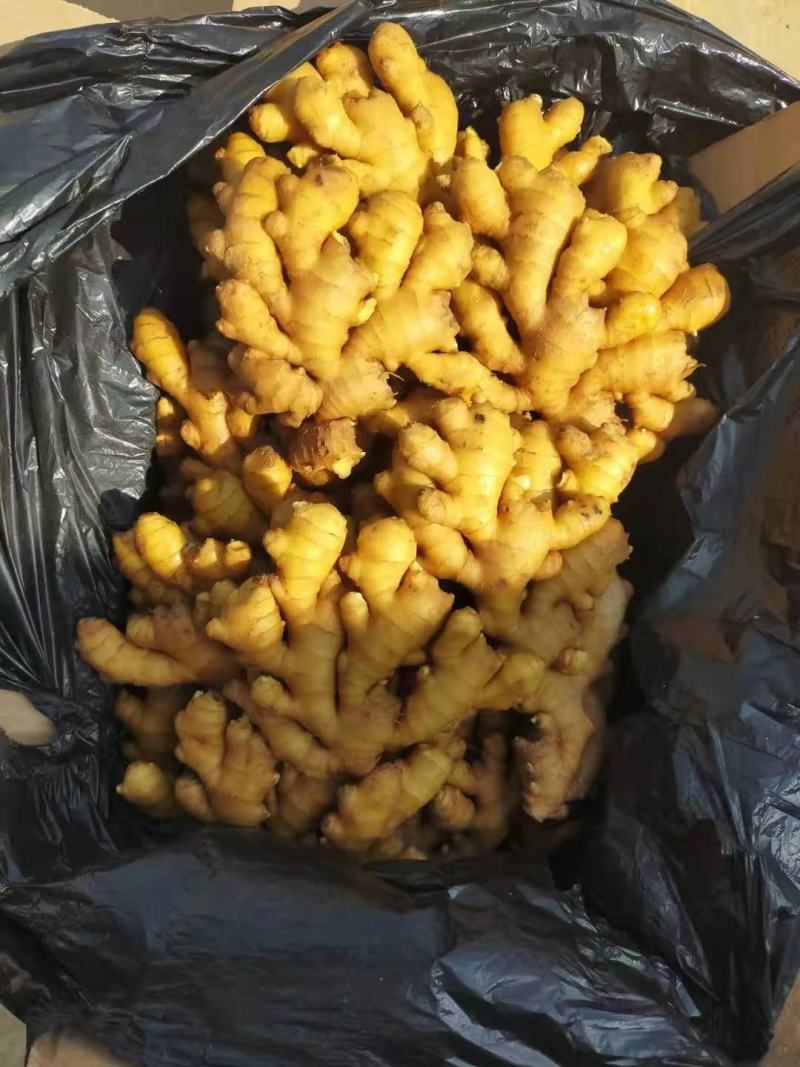 优质老姜!质量保证！品种齐全！产地直供！可发全国各地物流