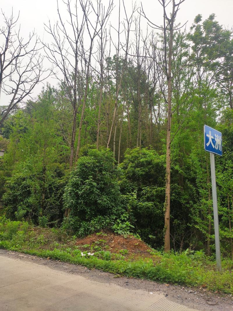 香椿树，椿芽树，红椿木。产地直发，大量供应