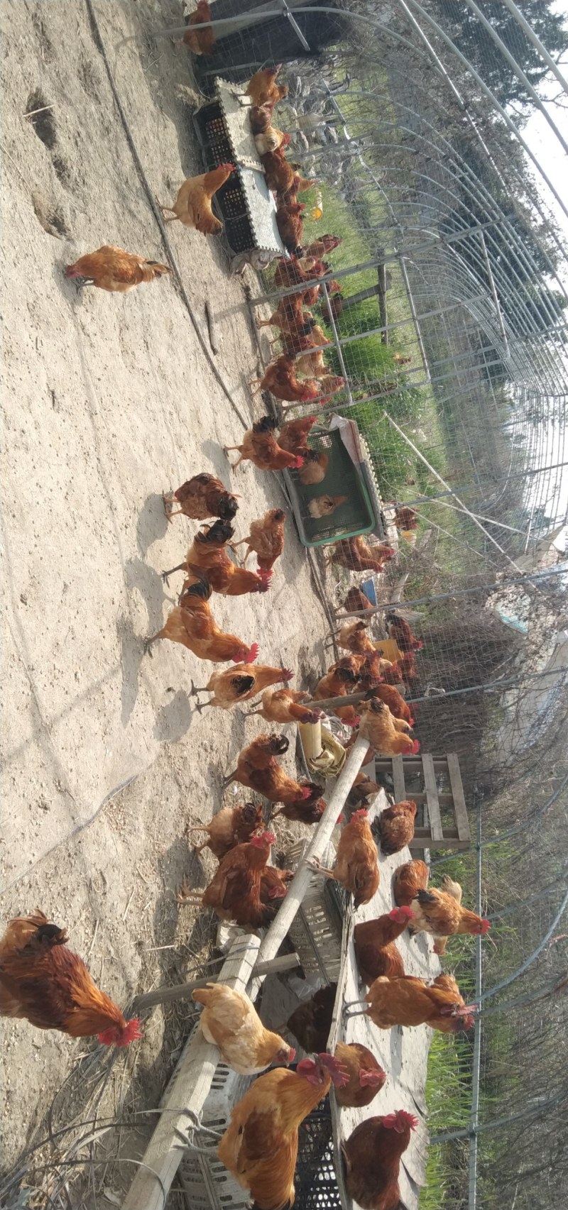 自家养的放养鸡，肉质很好