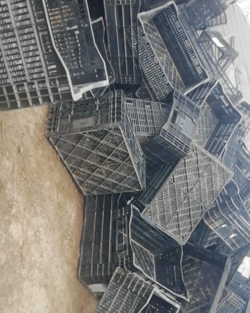 处理进口郁金香塑料筐